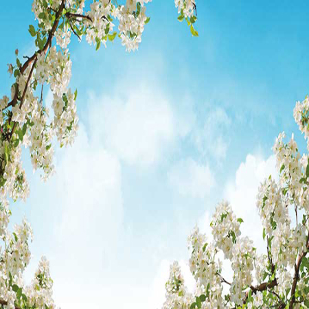www.chapkhanehonline.ir | آسمان مجازی طرح شماره 1