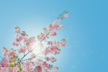 www.chapkhanehonline.ir | آسمان مجازی طرح شماره 13