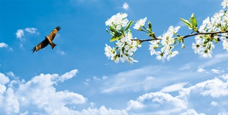 www.chapkhanehonline.ir | آسمان مجازی طرح شماره 21